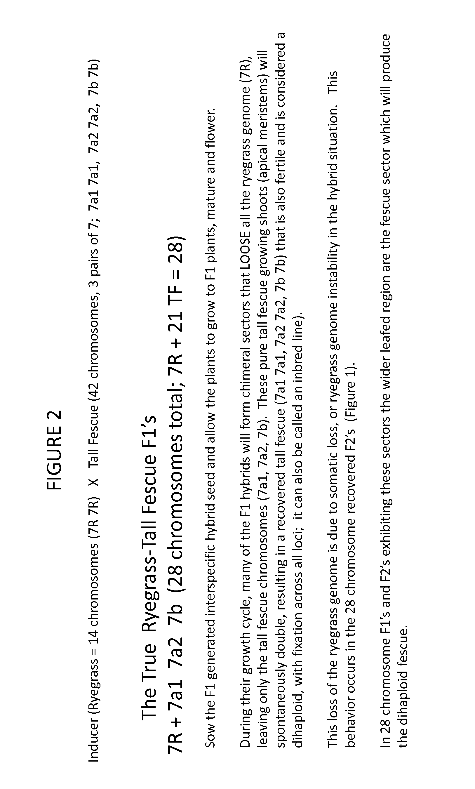 Lolium Multiflorum Line Inducing Genome Loss