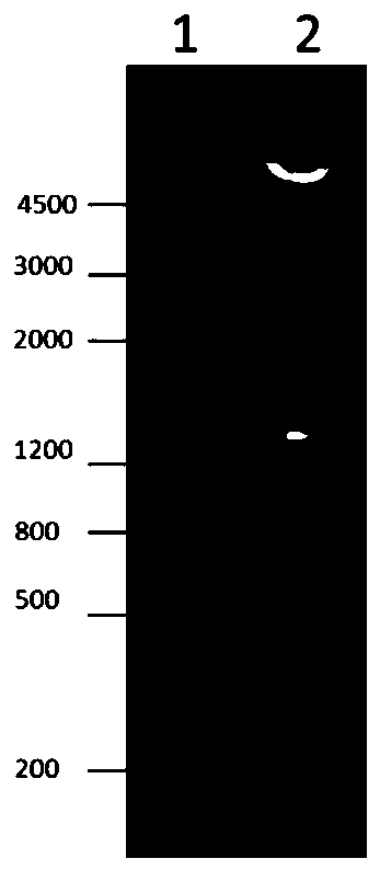 Pseudomonas aeruginosa vaccine recombinant protein reSBP-ExoU, preparation method and application