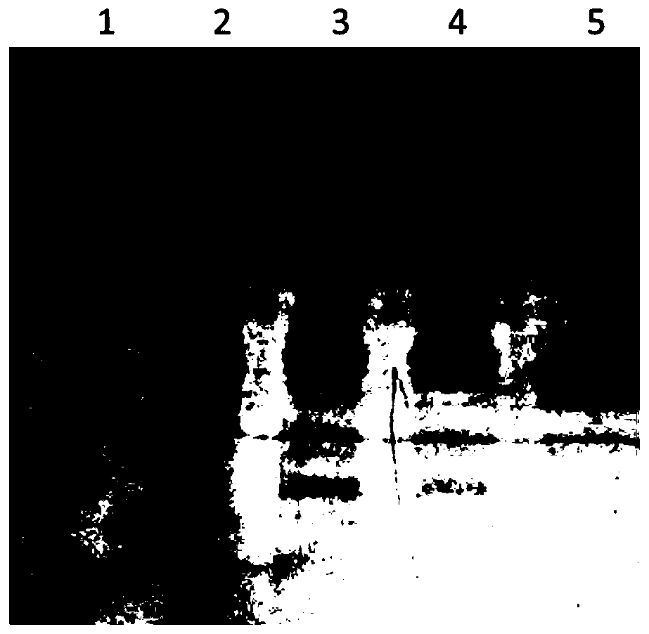 Pseudomonas aeruginosa vaccine recombinant protein reSBP-ExoU, preparation method and application