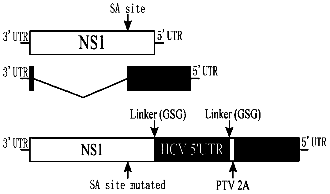 A kind of quality control product and preparation method thereof for HCV nucleic acid detection with influenza virus as carrier