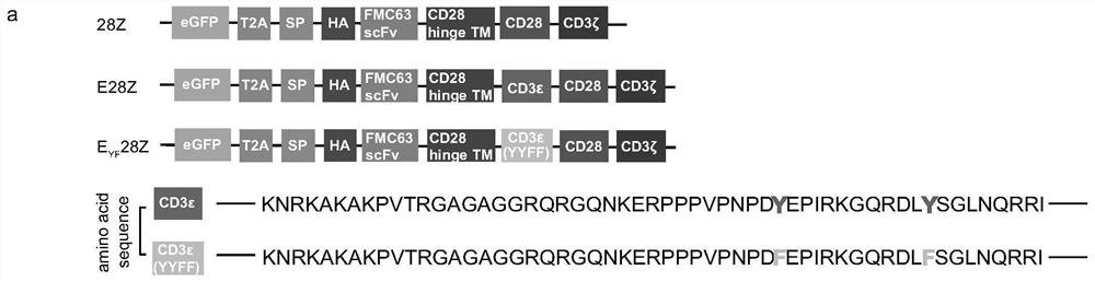 Chimeric antigen receptor containing CD3 epsilon intracellular region with Y/F mutation and application of chimeric antigen receptor