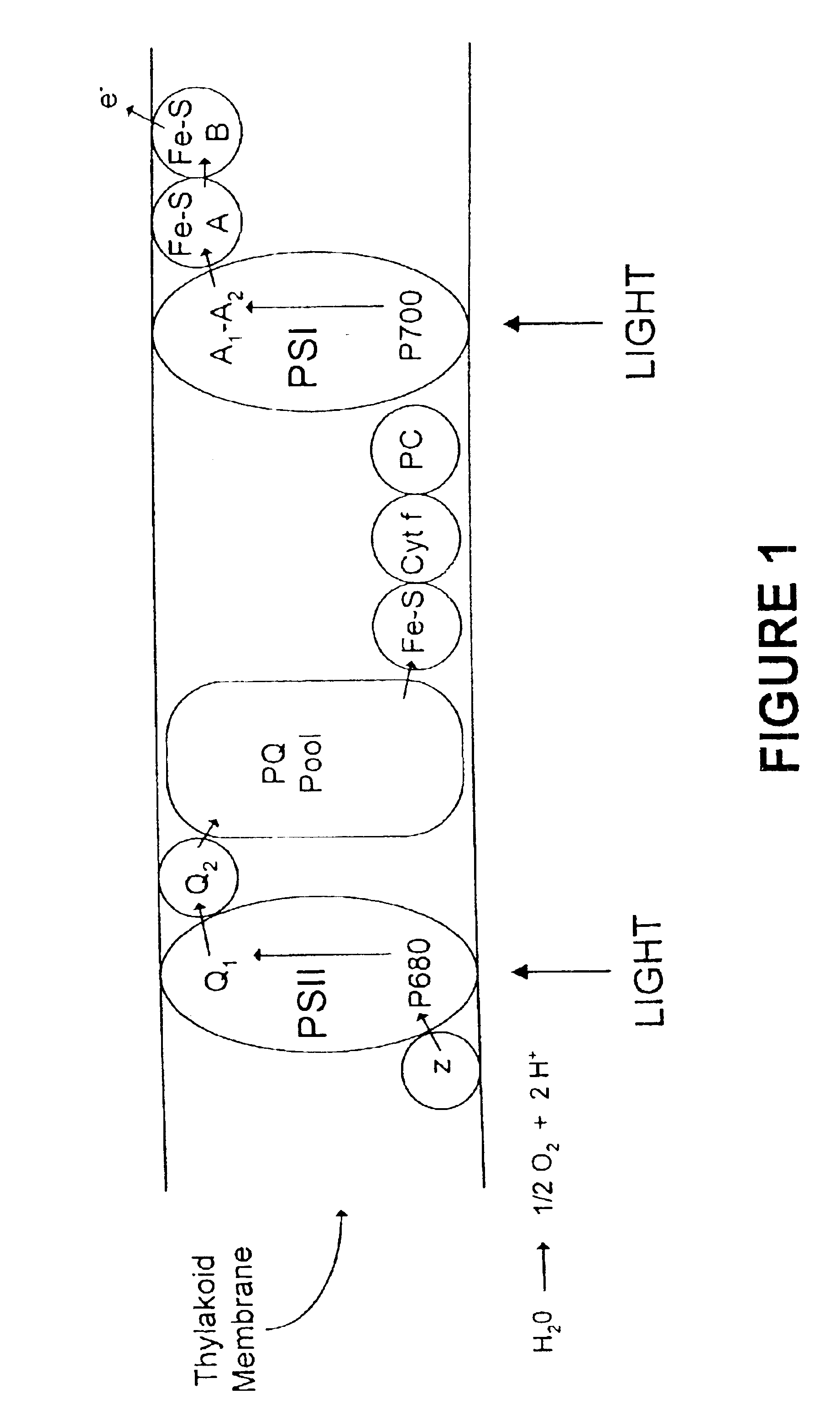 Photobiomolecular deposition of metallic particles and films