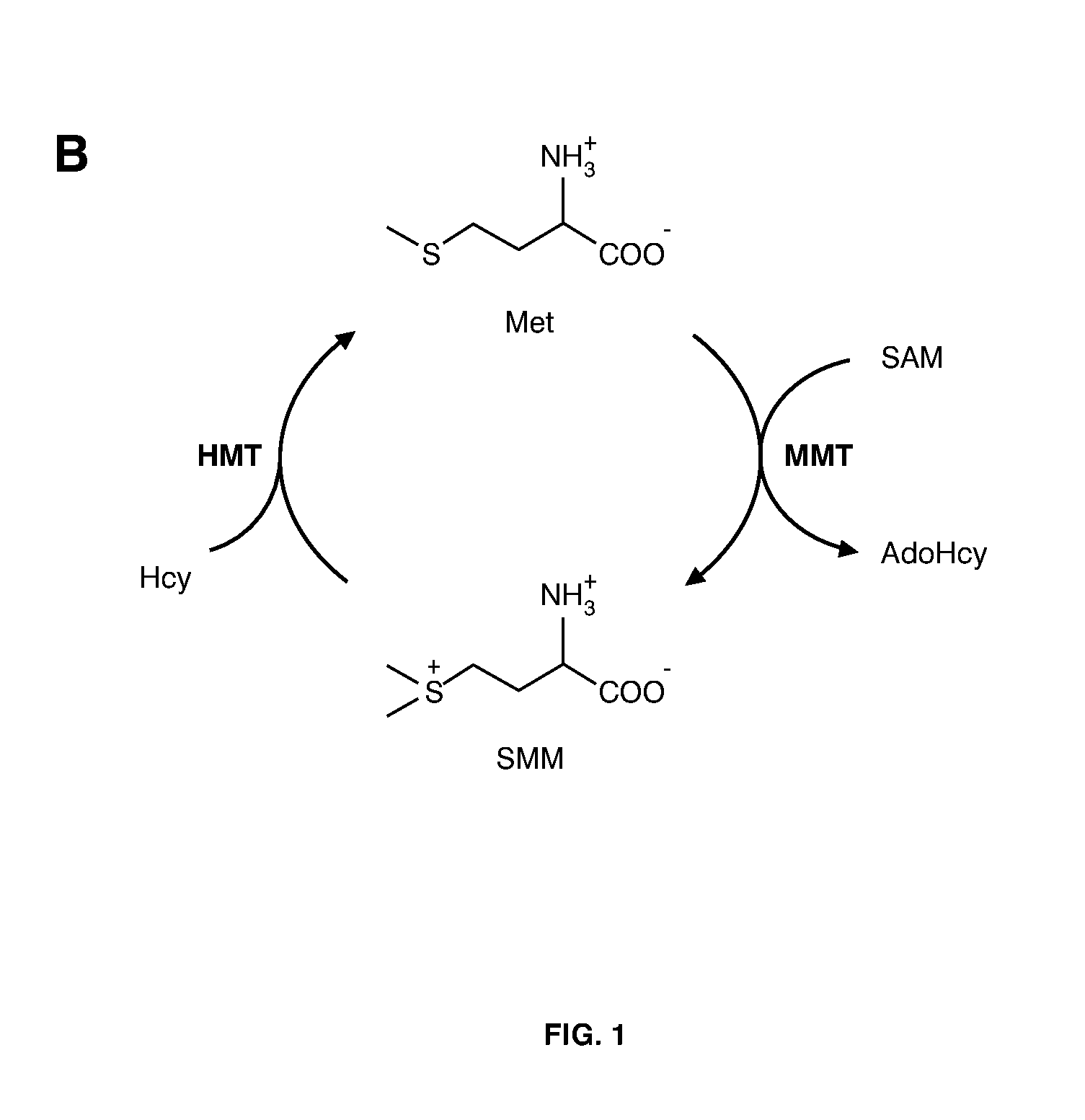 Barley and malt-derived beverages with low dms level