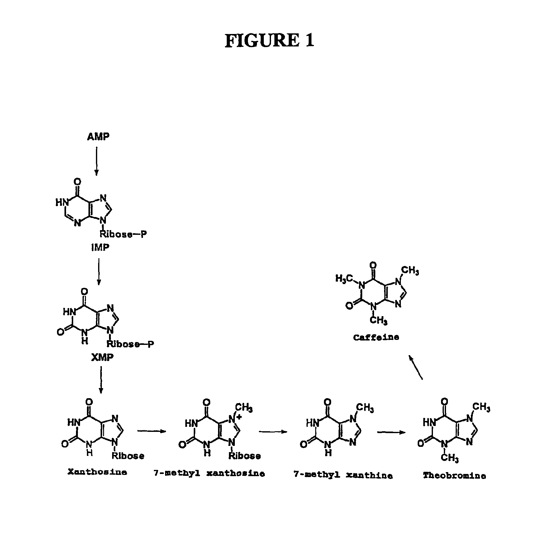 Camellia sinensis gene encoding a caffeine synthesis associated n-methyl transferase with 7-methylxanthine n3 methyl transferase, theobromine n1 methyl transferase, and paraxanthine n3 methyl transferase activities and use thereof