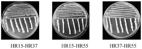 Microbial agent M2 for preventing and treating corn stalk foot rot and preparation method therefor