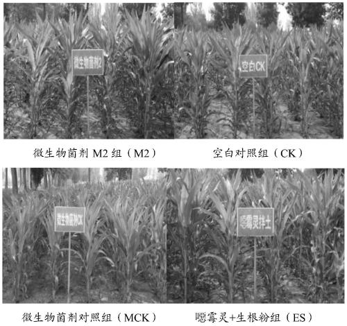 Microbial agent M2 for preventing and treating corn stalk foot rot and preparation method therefor