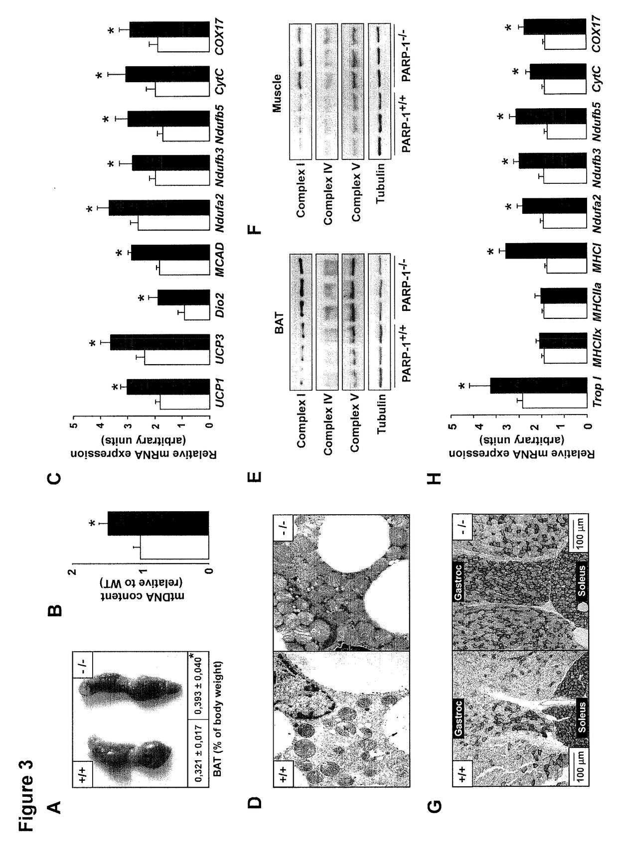 Methods of treating mitochondrial dysfunction