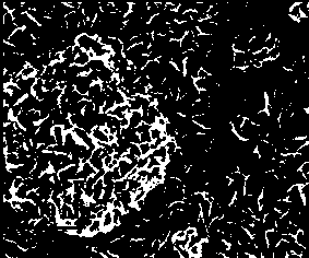 Synthesis method of 1T-phase molybdenum disulfide/carbon fiber cloth nano composite material