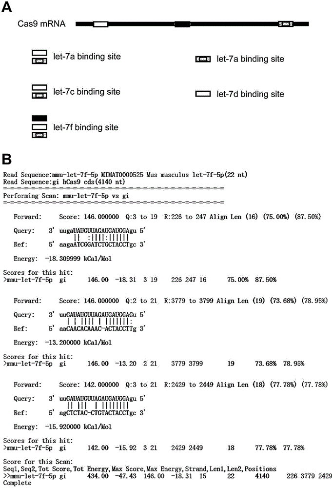 Nucleic acid molecule for encoding Cas9 (CRISPR (clustered regularly interspaced short palindromic repeat)-associated endonuclease 9) protein securely and expression vector of nucleic acid molecule