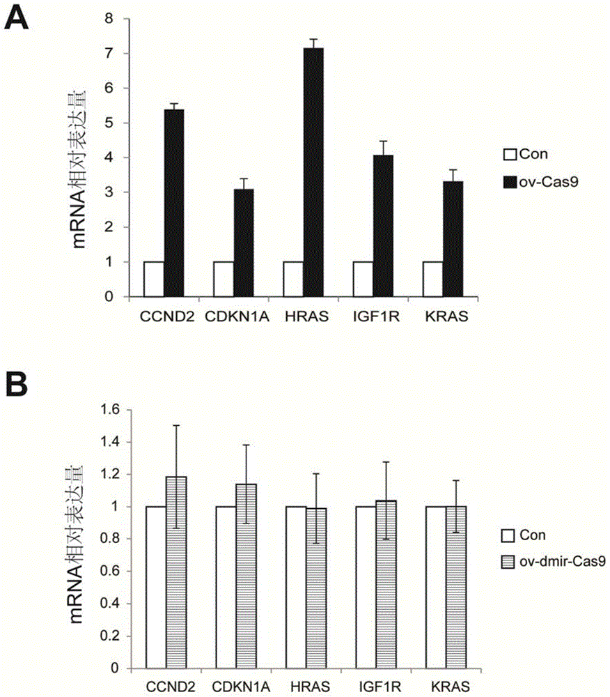 Nucleic acid molecule for encoding Cas9 (CRISPR (clustered regularly interspaced short palindromic repeat)-associated endonuclease 9) protein securely and expression vector of nucleic acid molecule