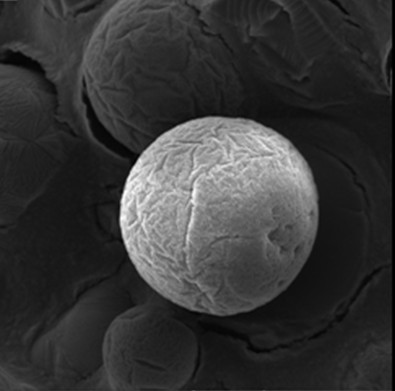 Preparation method of dimethyl methylphosphonate (DMMP) molecular imprinting polymer microspheres