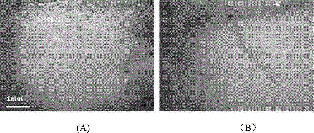 Optical clearing agent for bone tissue