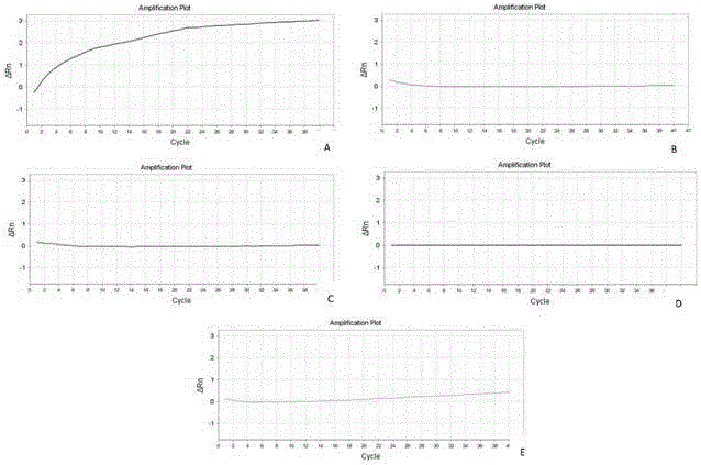 Kit for rapid identification of nocardia and using method of kit