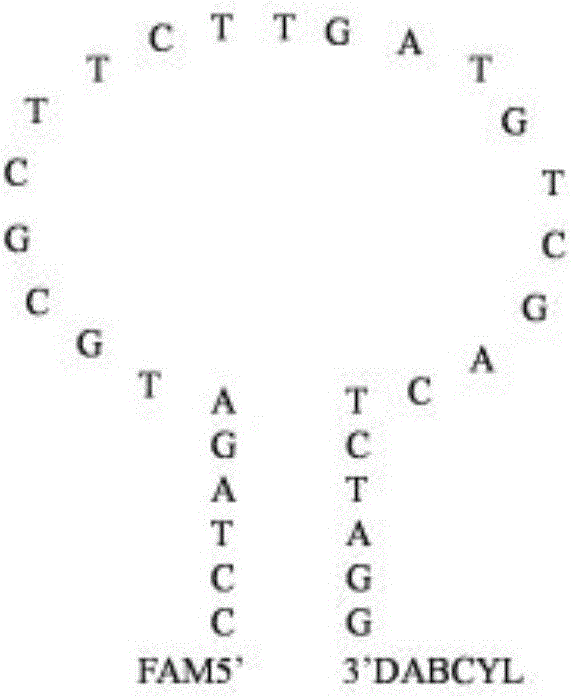 Kit for rapid identification of nocardia and using method of kit