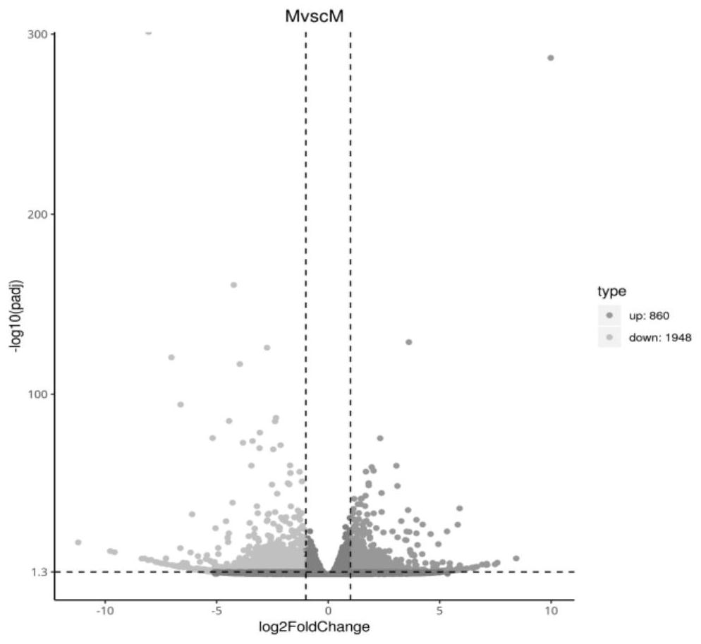 Screening method and application of toxoplasma gondii infected animal host brain tissue differential expression genes