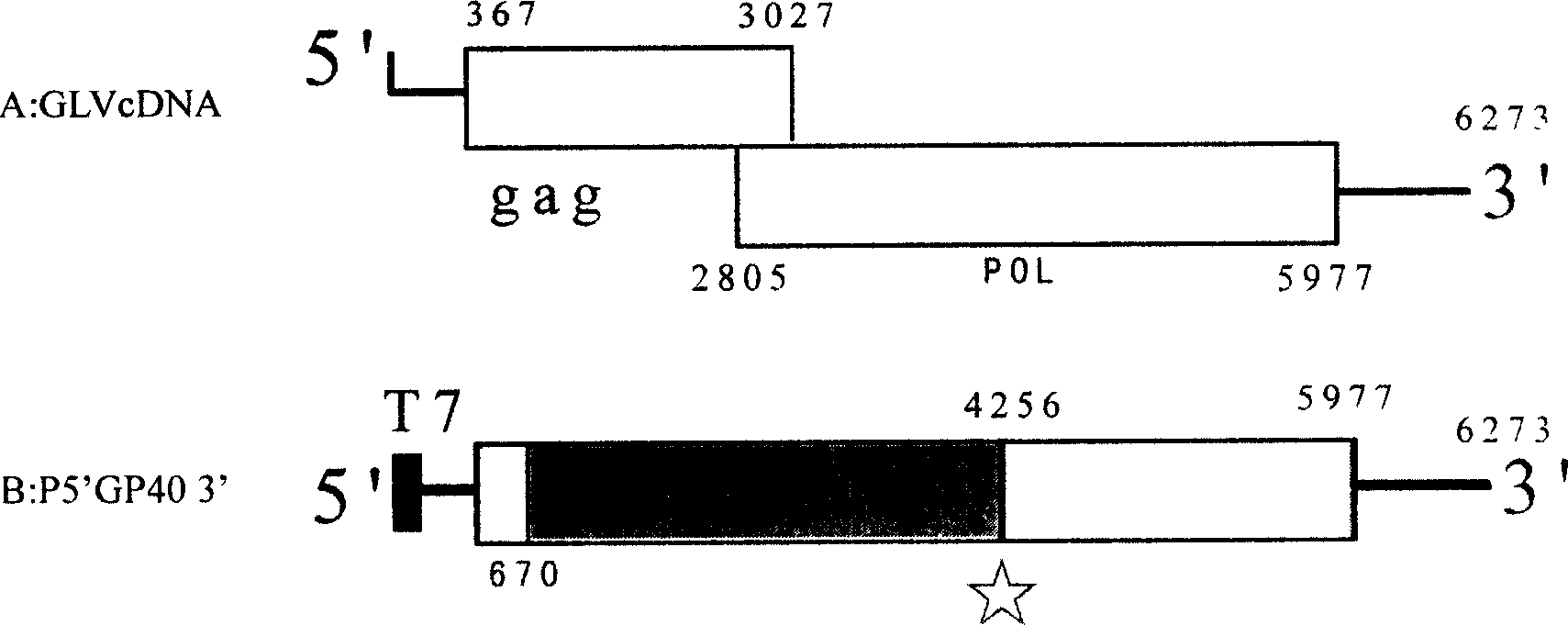 Eucaryon expression system using jiadi flagllate virus as gene expression carrier