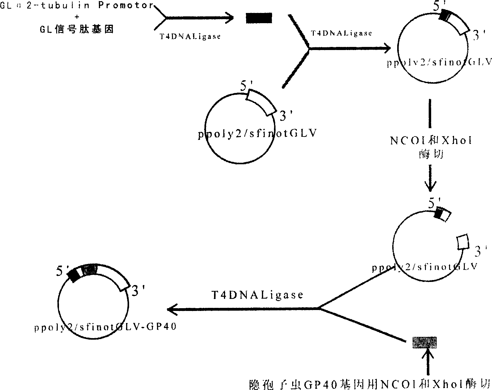 Eucaryon expression system using jiadi flagllate virus as gene expression carrier