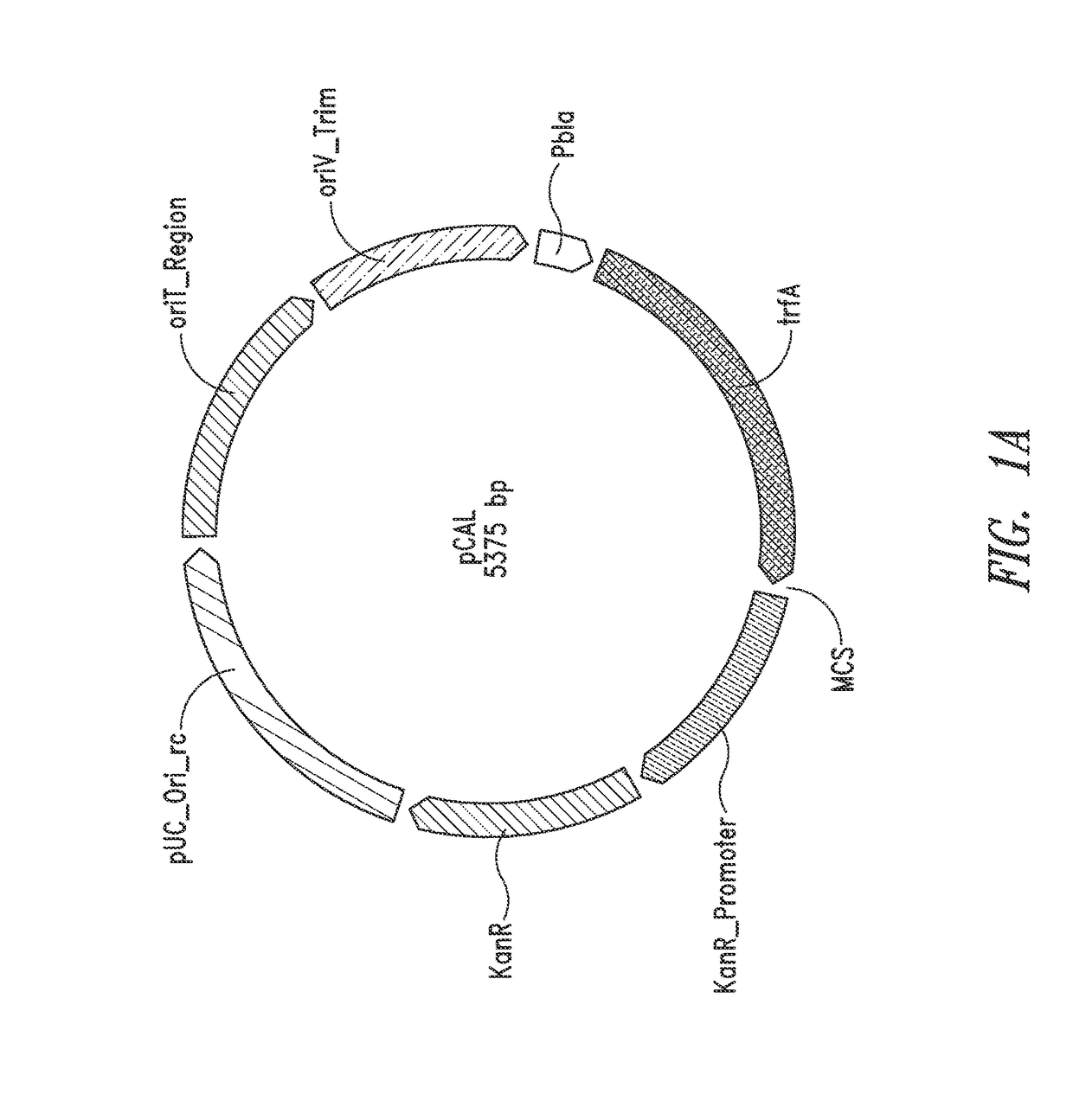 Nucleic acids and vectors for use with methanotrophic bacteria