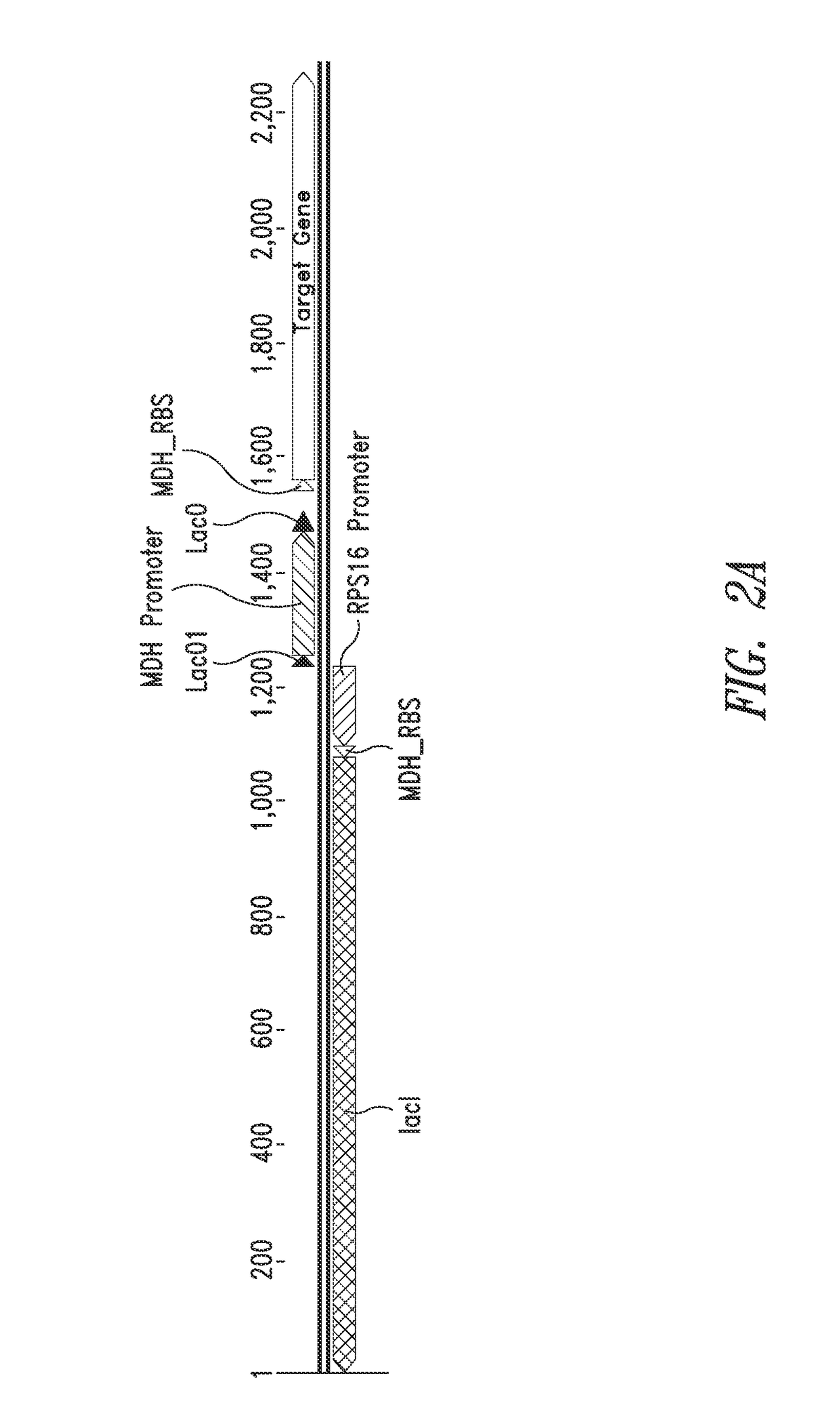 Nucleic acids and vectors for use with methanotrophic bacteria