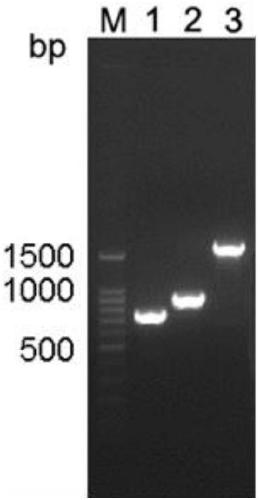 Malate dehydrogenase mutant gene and construction method and application thereof