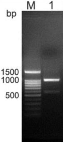 Malate dehydrogenase mutant gene and construction method and application thereof