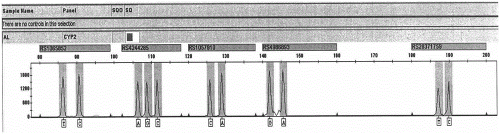 Drug metabolic enzyme related gene SNP fluorescence labeling composite amplification kit