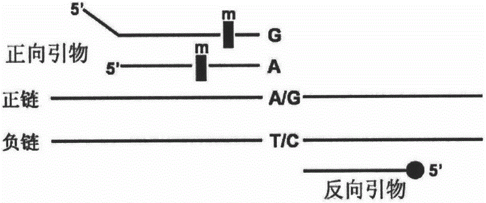 Drug metabolic enzyme related gene SNP fluorescence labeling composite amplification kit