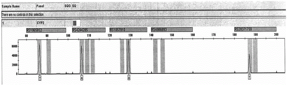 Drug metabolic enzyme related gene SNP fluorescence labeling composite amplification kit