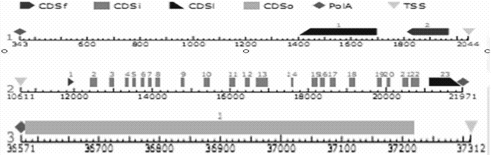 Dominant molecular marks cosegregation with tuberculate fruit (Tu) gene in cucumber