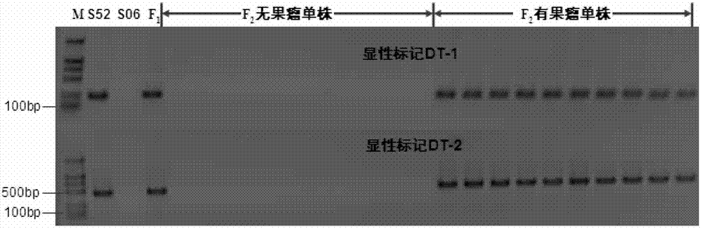 Dominant molecular marks cosegregation with tuberculate fruit (Tu) gene in cucumber