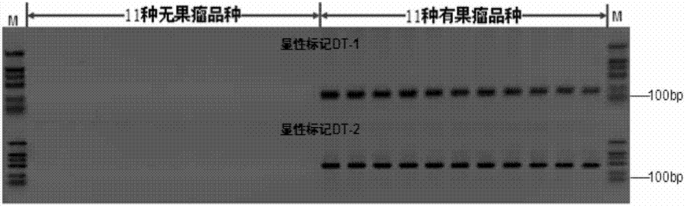 Dominant molecular marks cosegregation with tuberculate fruit (Tu) gene in cucumber