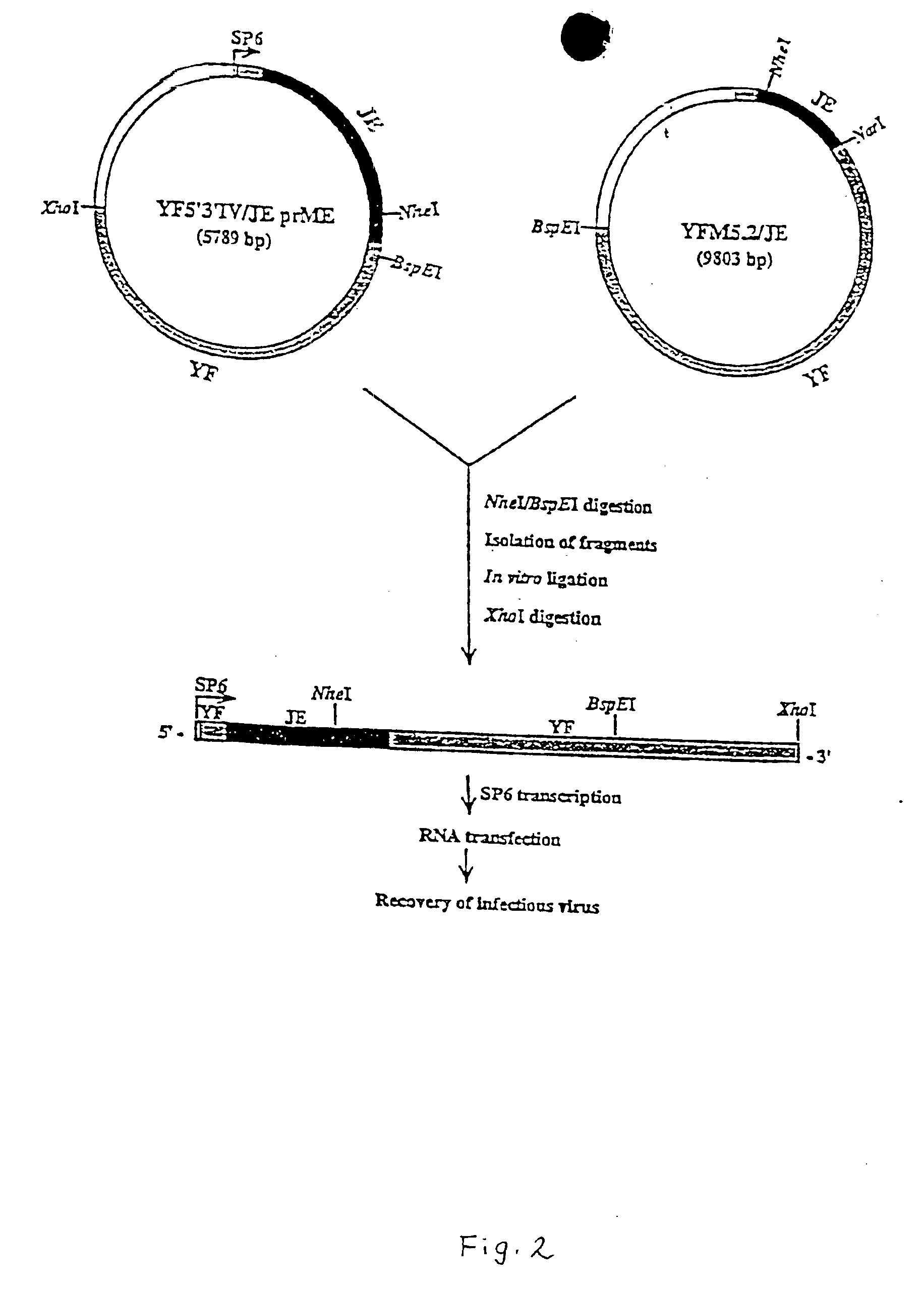 Chimeric flavivirus vaccines