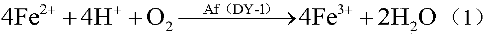 Strain of Acidithiobacillus ferrooxidans and its application in environmental treatment