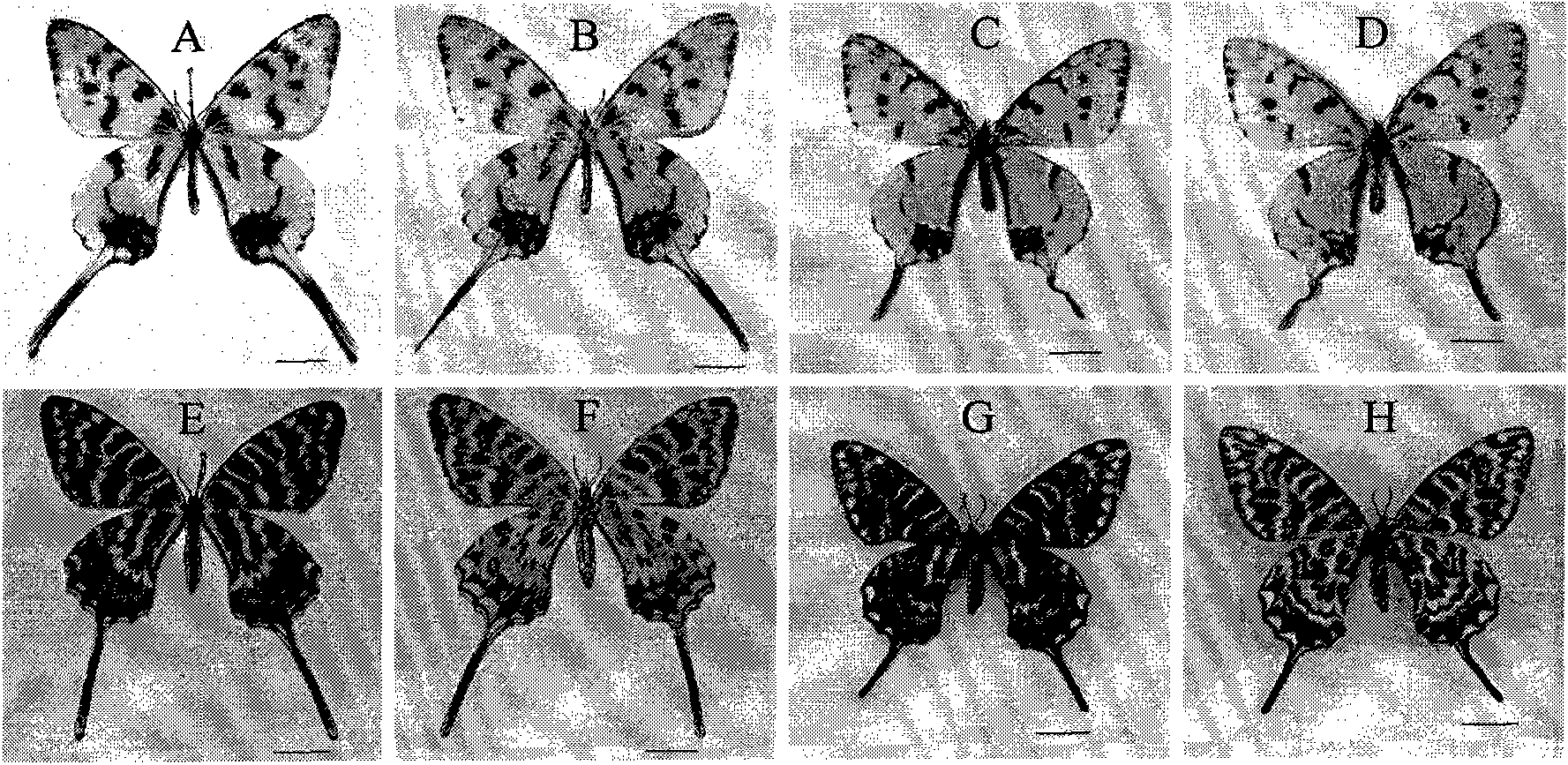 Method for timely obtaining adult sericinus montelus gray by manually regulating pupa diapause