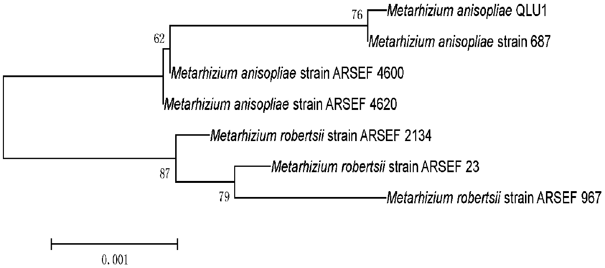 A strain of Metarhizium anisopliae with high pathogenicity to codling moth and its application