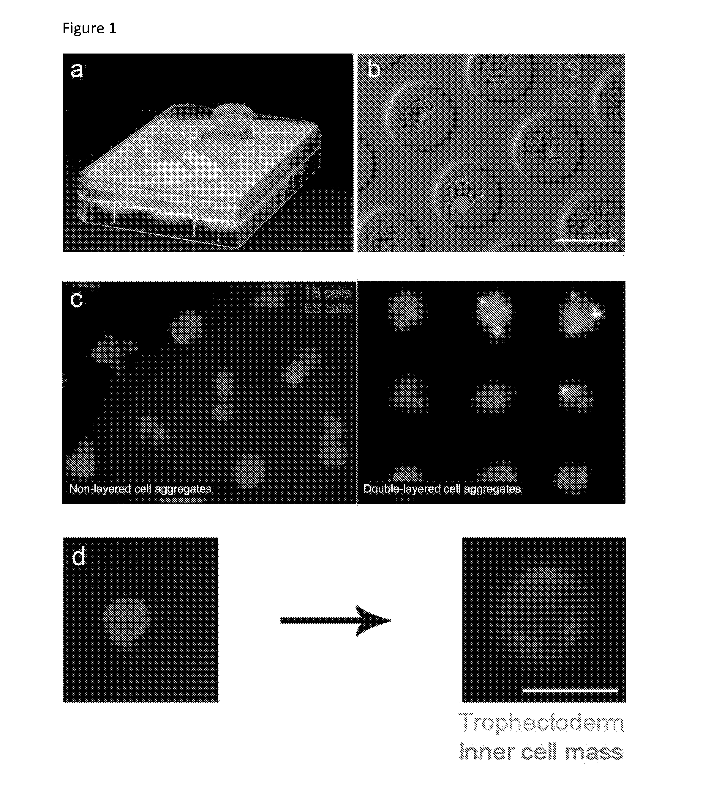 Blastoid, cell line based artificial blastocyst