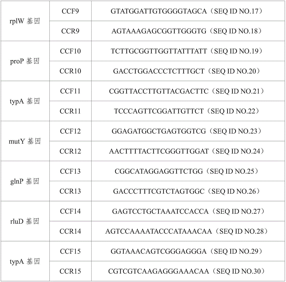 Primer and method for fast typing campylobacter coli