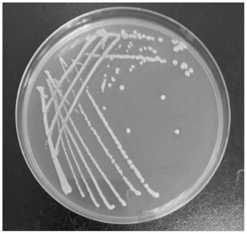 Lactobacillus casei capable of relieving osteoporosis and application of lactobacillus casei