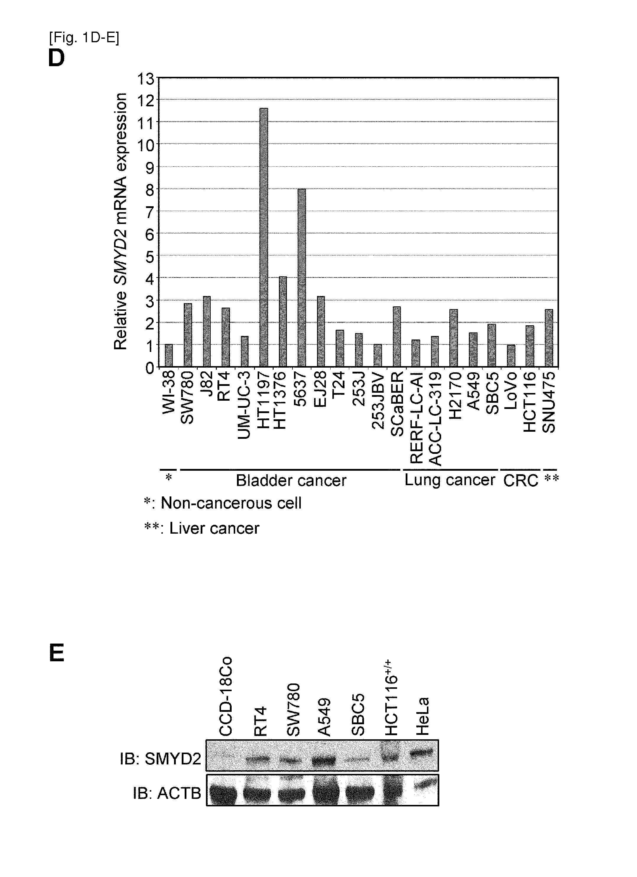 Smyd2 as a target gene for cancer therapy and diagnosis