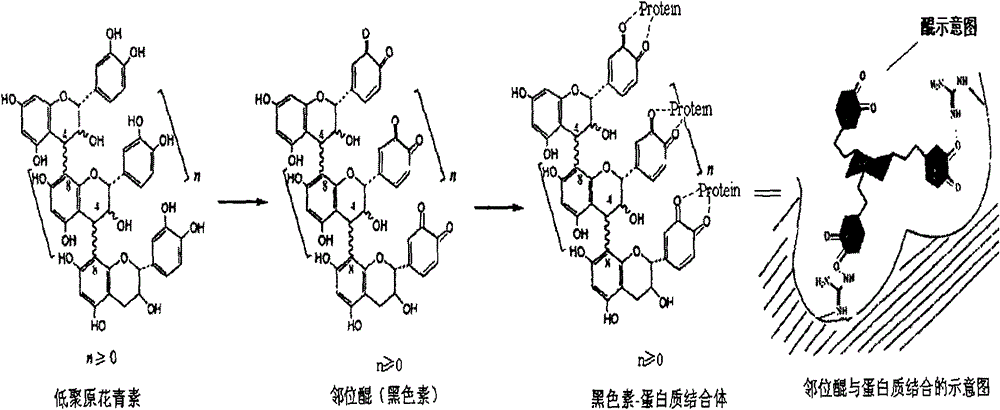 Natural hair dye adopting water-soluble plant melanin, preparation method thereof and hair dyeing method thereof