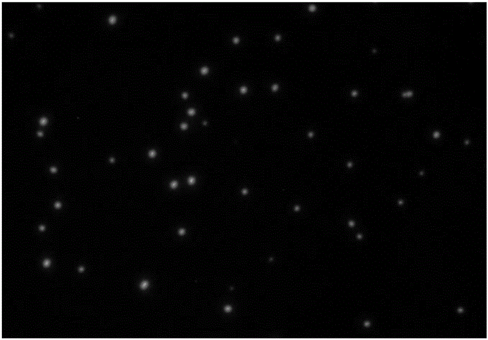 Recombinant plasmid pMDMcherry, construction method of recombinant plasmid and method for marking Edwardsiella ictaluri with red fluorescent protein gene