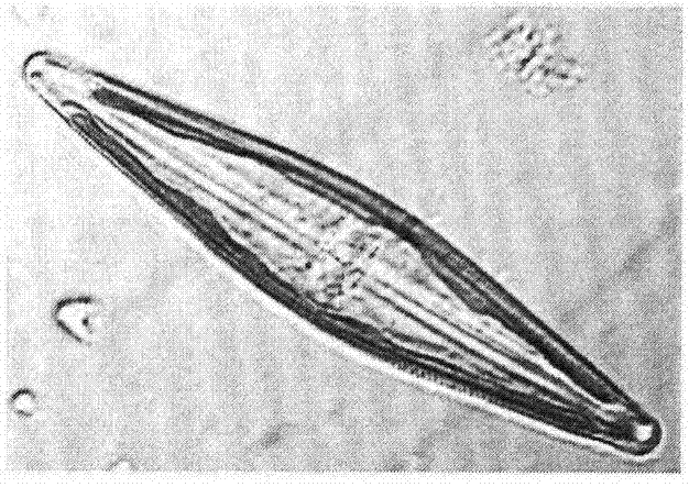 Preparing and feeding method for chlamys farreri larva baits