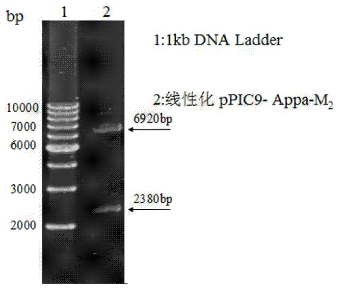 High heat resisting phytase yeast engineering bacteria and constructing method thereof