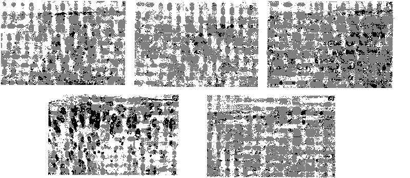 Method for extracting polysaccharose from ginseng and application