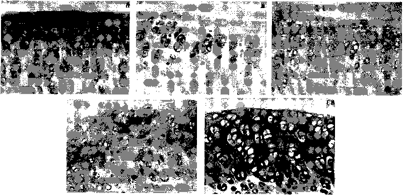 Method for extracting polysaccharose from ginseng and application