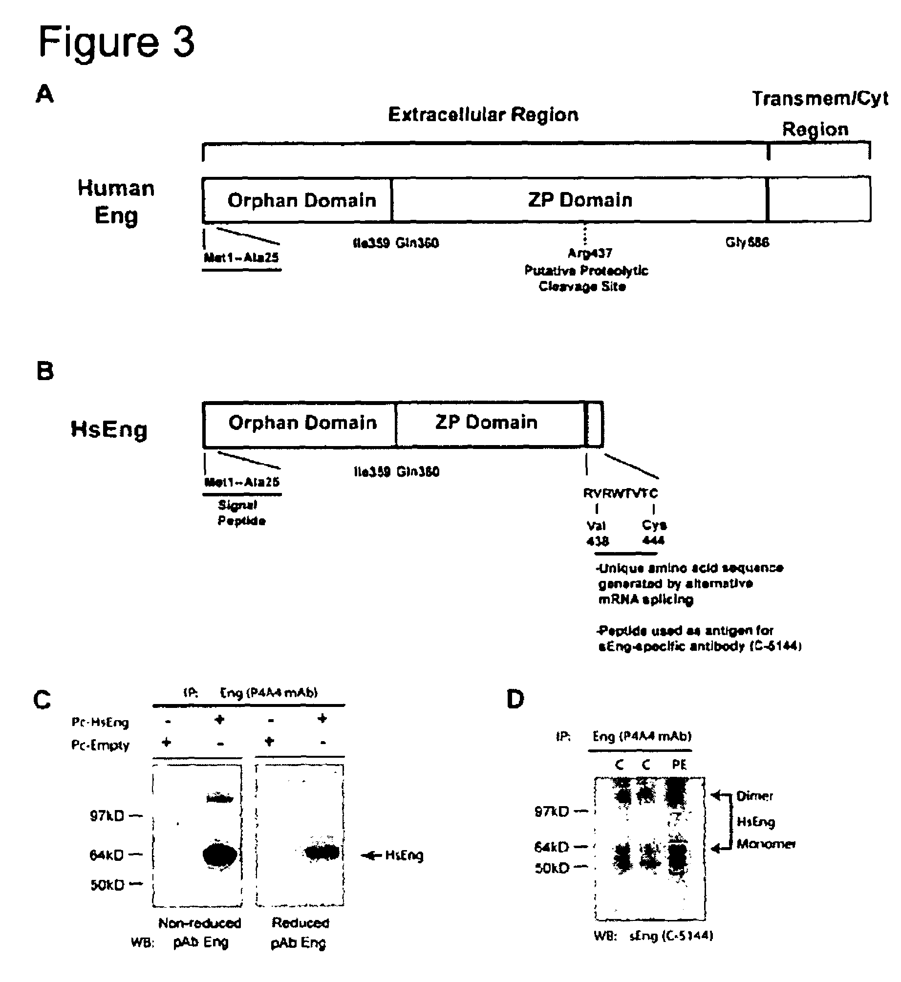 Soluble endoglin and uses thereof