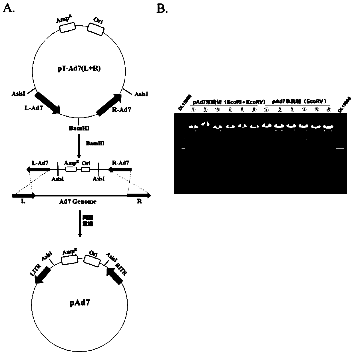 Replication-deficient type recombinant human type 7 adenovirus, preparation method and application thereof