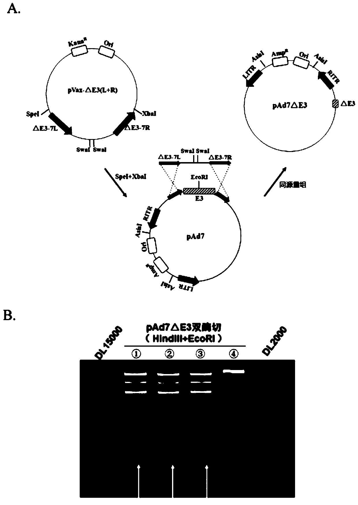 Replication-deficient type recombinant human type 7 adenovirus, preparation method and application thereof