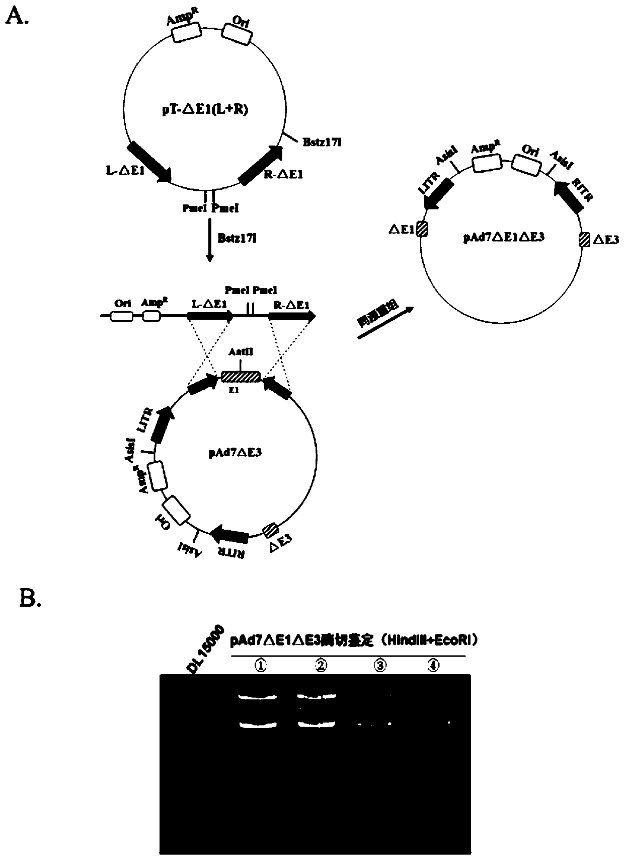 Replication-deficient type recombinant human type 7 adenovirus, preparation method and application thereof