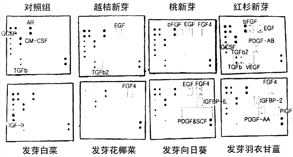 Composition for inhibiting aging containing extracts from plant buds